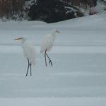 Zivot v blizkosti vodnych tokov neuticha ani pocas mrazov V Slovenskom krase pocitali vtaky Korzar Spis a Gemer SME