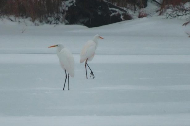 Zivot v blizkosti vodnych tokov neuticha ani pocas mrazov V Slovenskom krase pocitali vtaky Korzar Spis a Gemer SME