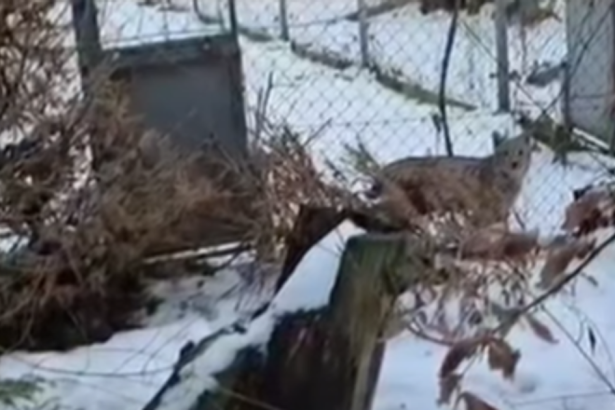 v bojnickej zoo prijali dve mladata nasej vzacnej selmy ich navrat do prirody je neisty