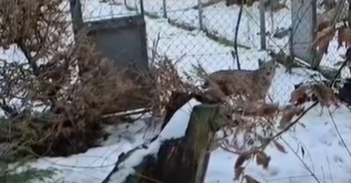 v bojnickej zoo prijali dve mladata nasej vzacnej selmy ich navrat do prirody je neisty