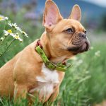 Hlucne dychanie nie je normalne Tieto plemena psov tym trpia