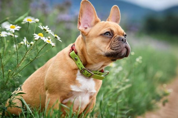 Hlucne dychanie nie je normalne Tieto plemena psov tym trpia