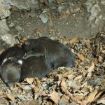 Osirele medviedatka z Velkej Fatry bojuju o prezitie Utoku medvedice sa dalo vyhnut tvrdi Balaz