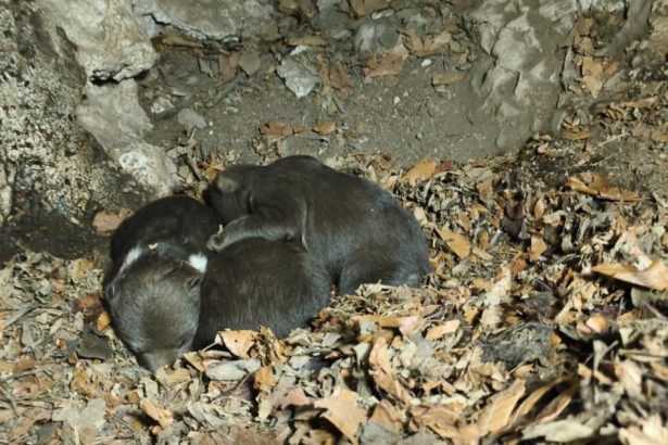Osirele medviedatka z Velkej Fatry bojuju o prezitie Utoku medvedice sa dalo vyhnut tvrdi Balaz