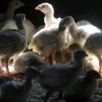 SVPS Na Zahori potvrdili vtaciu chripku u nosnic aj volne zijucich labuti