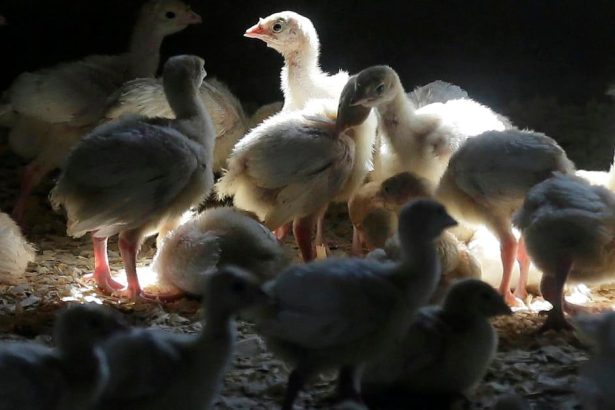 SVPS Na Zahori potvrdili vtaciu chripku u nosnic aj volne zijucich labuti