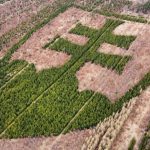 rarita o ktorej ste pravdepodobne nevedeli statny znak v horovciach vysadil nadseny dobrovolnik