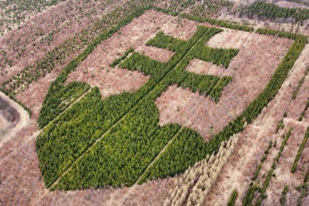 rarita o ktorej ste pravdepodobne nevedeli statny znak v horovciach vysadil nadseny dobrovolnik