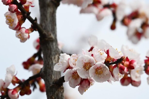 Marhula zacina v slovenskych klimatickych podmienkach kvitnut coraz skor