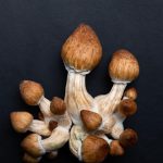 Nepatrila medzi dobyatok Europanov Odkial sa vzala popularna halucinogenna huba