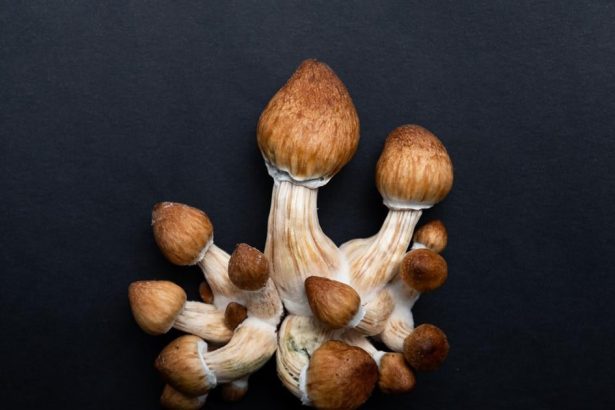 Nepatrila medzi dobyatok Europanov Odkial sa vzala popularna halucinogenna huba