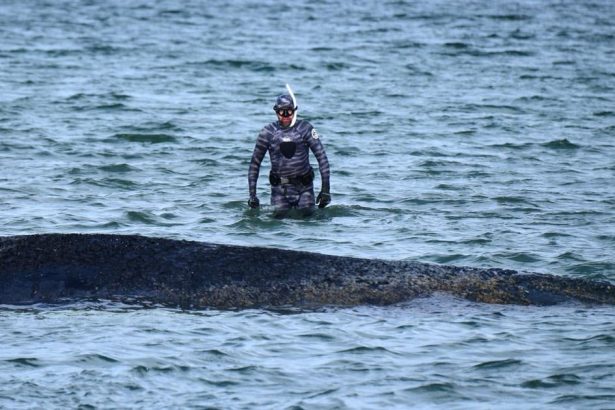 Ochranari na severe Nemecka zacali dalsi pokus o zachranu uviaznutej velryby