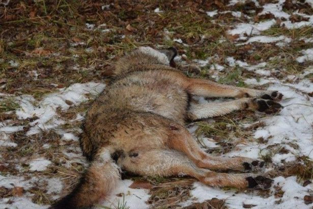 Polovnik dostal pokutu 20 eur za nezakonny odstrel vlka Ochrancovia prirody Je to vysmech