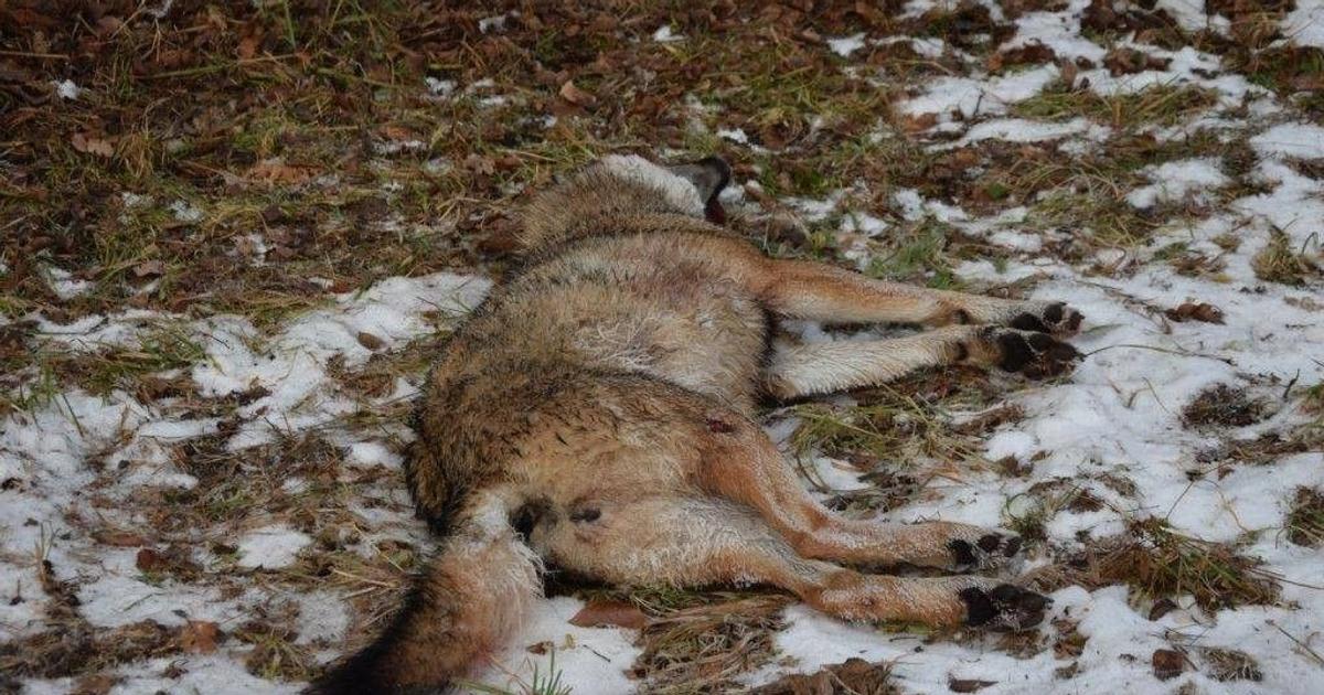 Polovnik dostal pokutu 20 eur za nezakonny odstrel vlka Ochrancovia prirody Je to vysmech