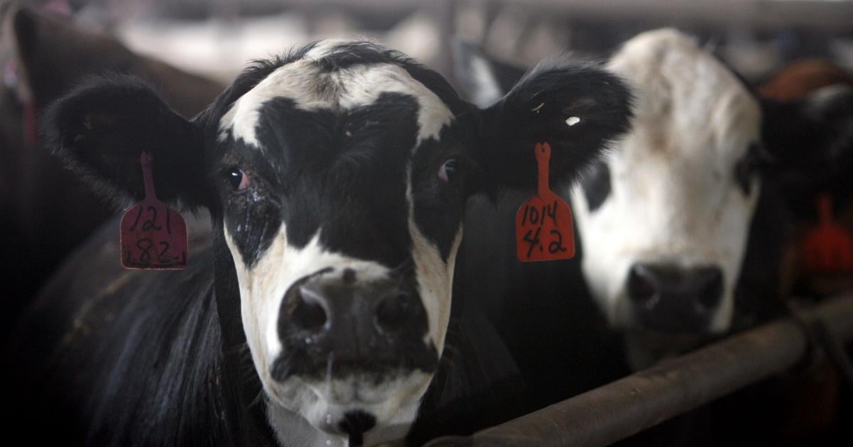 Rusko reorganizuje vyrobu veterinarych vakcn v reakcii na epidmiu pasteurelzy