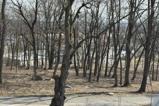 Viac ako 25 hektarov zanedbaneho lesoparku premenia na relaxacnu zonu Mesto tam nechce lunapark