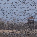 Vitanie zeriavov v Sennom sa ponesie v znameni storocnice organizovanej ochrany vtactva