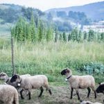 Zemplin si spravodlivost nemusi vyprosovat ma na nj pravo