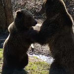 Kosicka zoo zacina jubilejnu sezonu pozva na velkonocny program