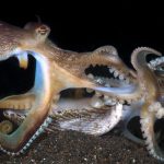 Rameno chobotnice je ako jazyk a penis sucasne Ako samec vyciti samicu