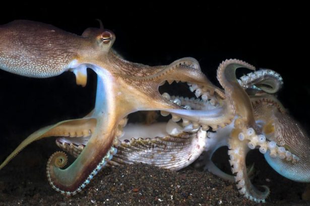 Rameno chobotnice je ako jazyk a penis sucasne Ako samec vyciti samicu