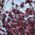 Ulica uz zruzovela zacali kvitnut desiatky sakur na niektorych strome vyrastaju konare divej cersnene