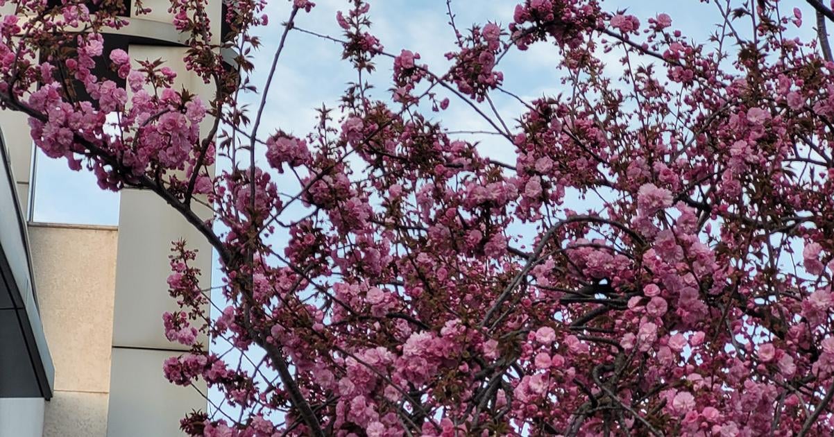 Ulica uz zruzovela zacali kvitnut desiatky sakur na niektorych strome vyrastaju konare divej cersnene