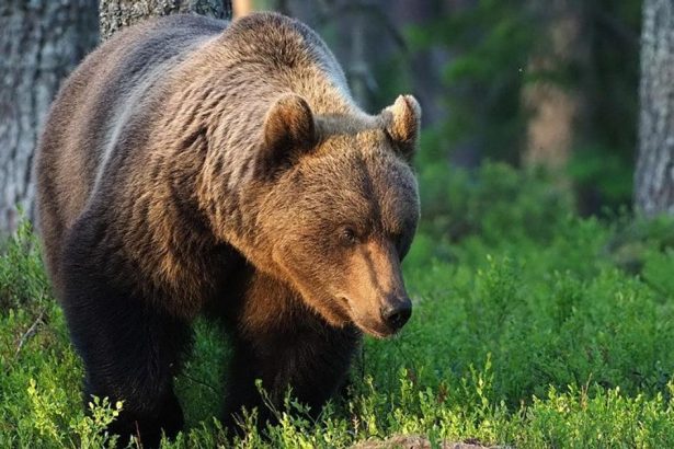 V blizkosti autobusovej zastavky nasiel stopy po pazuroch medveda Fotografie poskytol polovnikovi