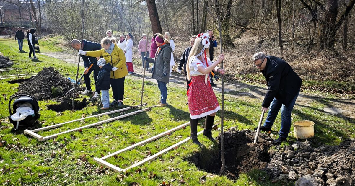 Zdravotnici odlozili plaste a zobrali ryle Pri nemocnici vysadili ceresnove srdce