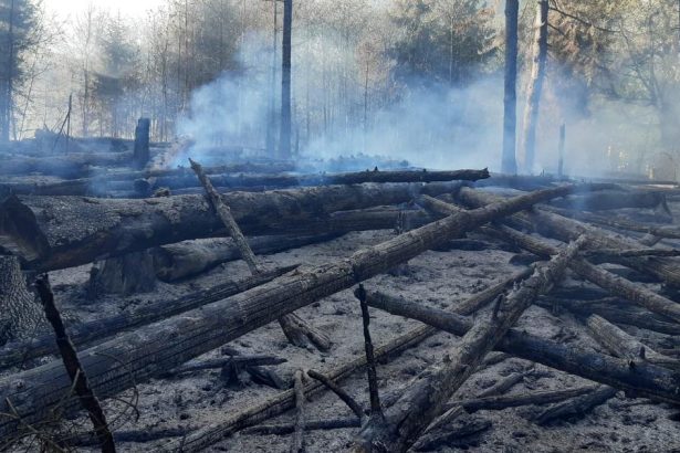 Do likvidacie lesneho poziaru v Ceskom Svajciarsku nasadili 500 hasicov
