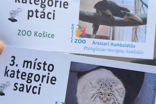 Zoologicka zahrada Kosice ziskala dve ceny na cesko slovenskej sutazi Biely slon
