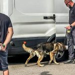 Policajti vykonali osobitnu kontrolu pri vychodnej hranici okrem inho hladali drogy