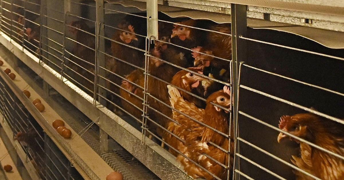Aktivisti pozaduju okamzity zakaz chovu v klietkach