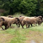Ochrancari a farmari vratili hospodarske zvierata na viac ako 115 lokalit