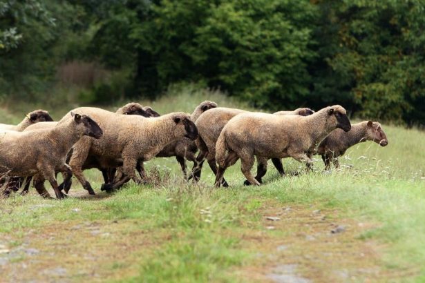 Ochrancari a farmari vratili hospodarske zvierata na viac ako 115 lokalit