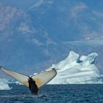 Masy velryb smeruju na spolocne hostiny az za polarny kruh Cestu im uvolnuje ubudajuci lad