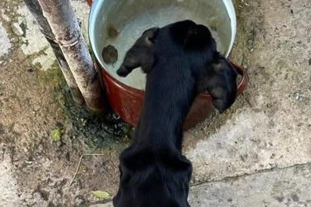 Nechal psa vyhladovat sud ho poslal do vazenia zubozene zviera zachranil majitel domu ktory si ho vsimol v okne