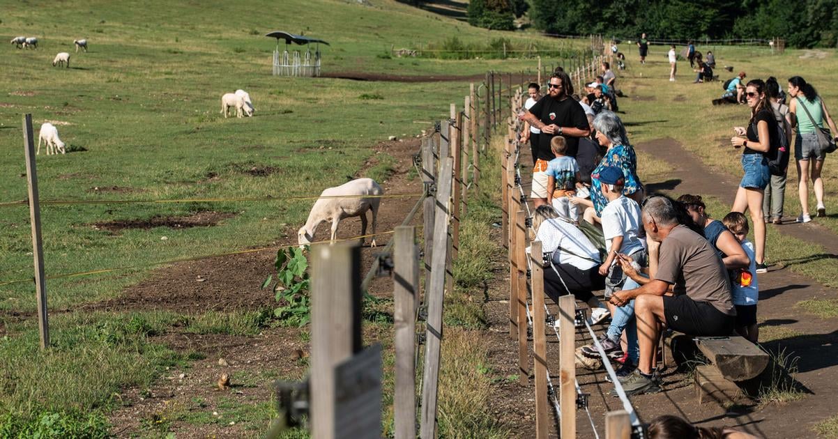 Z kosickeho letiska ich preniesli na Muran takmer tam vyhynuli Syslovisko dnes zamestnava miestnych