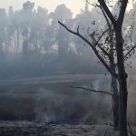 v belgickom prirodnom parku hautes fagnes zhorilo uz tritisic hektarov lesa