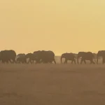 Botswana plánuje odstrel 23 slonov v národnom parku