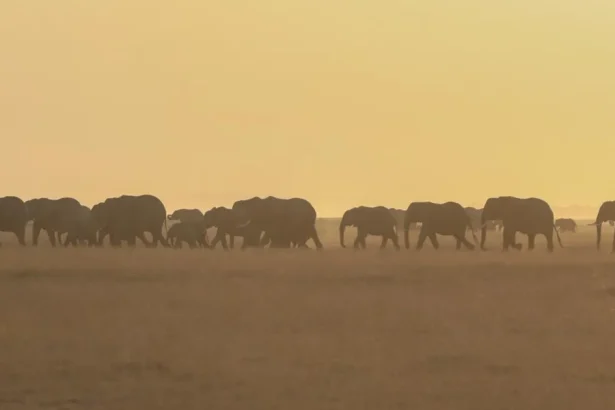 Botswana plánuje odstrel 23 slonov v národnom parku