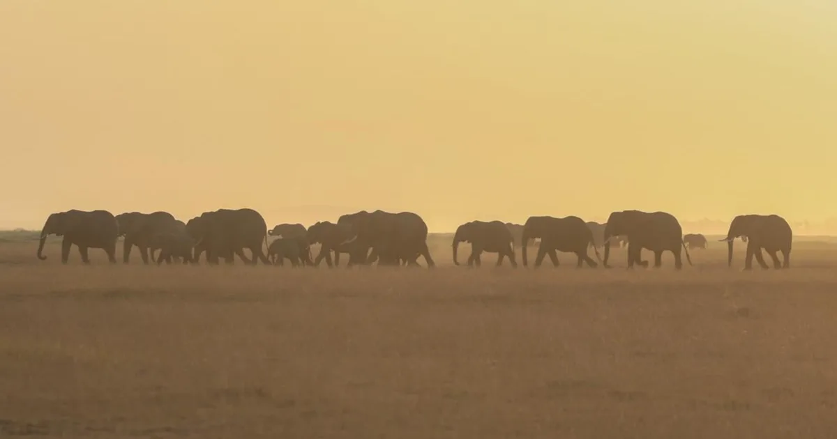 Botswana plánuje odstrel 23 slonov v národnom parku