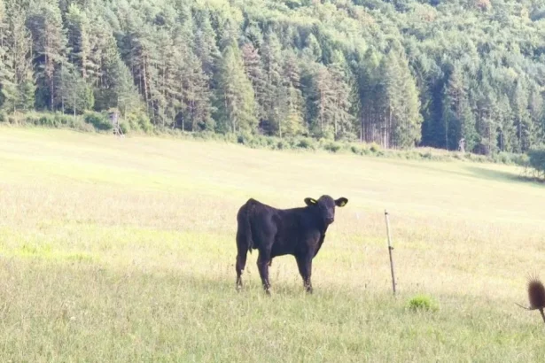 Kravy vyhladované utekali do záhrad, farmári urobili niečo, čo ešte nikdy neurobili