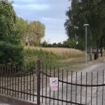Na cintoríne namiesto pšenice kukurica, domáci podali podnet