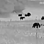 Na Podpoľaní nakrútili až 26 medveďov na jednom poli, video valcuje internet
