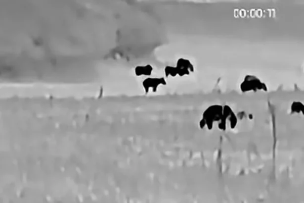Na Podpoľaní nakrútili až 26 medveďov na jednom poli, video valcuje internet