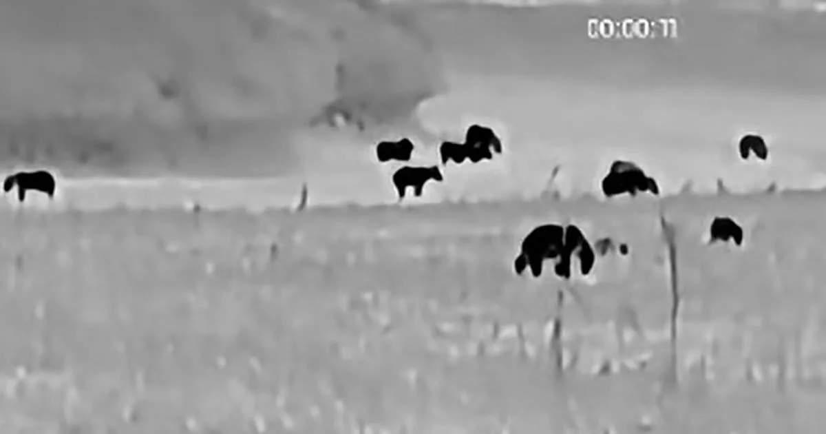 Na Podpoľaní nakrútili až 26 medveďov na jednom poli, video valcuje internet