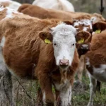 Sucho sužuje farmárov: predávajú zvieratá, zdražejú potraviny
