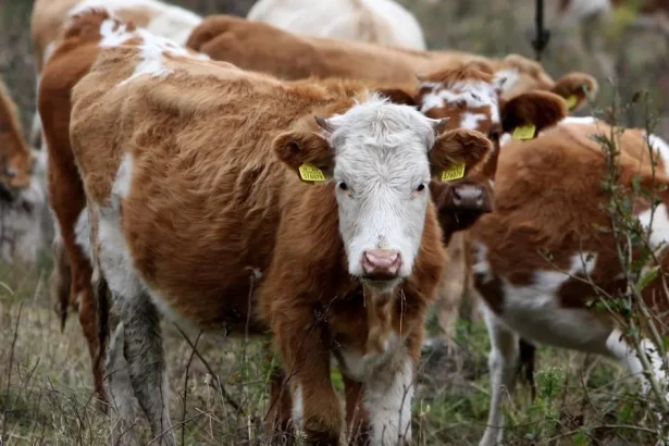 Sucho sužuje farmárov: predávajú zvieratá, zdražejú potraviny
