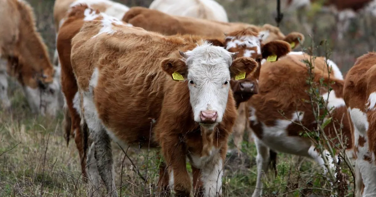 Sucho sužuje farmárov: predávajú zvieratá, zdražejú potraviny